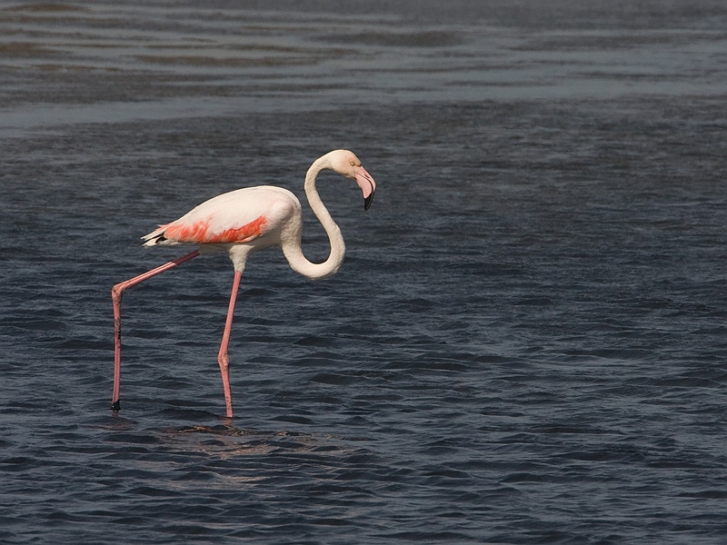 Phoenicopterus ruber Greater Flamingo Flamingo